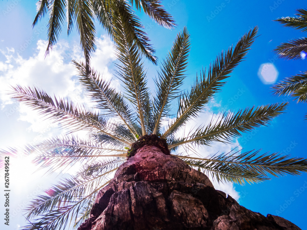 Wall mural the top of a healthy palm tree during a beautiful sunny day in the tropics.