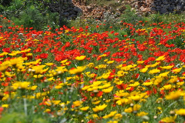 Daisies and Poppies Gozo Malta