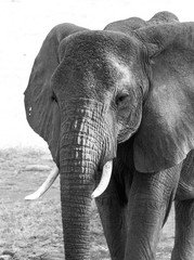 Black and white close up of an elephant