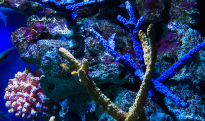 Colorful pieces of corals and rocks under the salty water of a tropical aquarium.