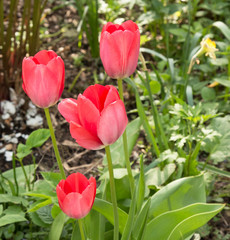 Tulips are spring flowers. Scarlet, red, yellow, lilac,pink. Beauty of nature