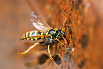 Yellow wasp drinks water. Insect. Close up macro shot of yellow jacket wasp floating on water