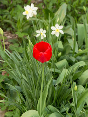 Tulips are spring flowers. Scarlet, red, yellow, lilac,pink. Beauty of nature