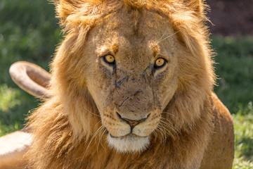 close up of male lion