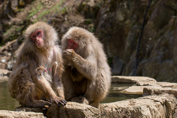 Japan Makaken
