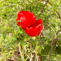 Tulips are spring flowers. Scarlet, red, yellow, lilac,pink. Beauty of nature