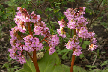 pink flowers, bunches of flowers - time of aroma, freshness and spring. soon summer