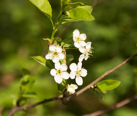 blooming white flowers, cherry - time flavor and spring. summer is coming