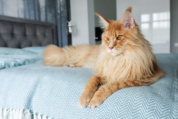 A big beautiful orange Maine Coon Cat lies on the bed in the room.