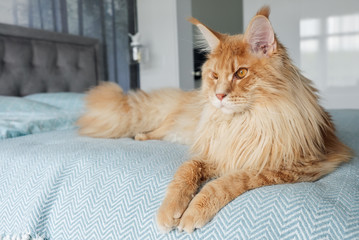 A big beautiful orange Maine Coon Cat lies on the bed in the room.