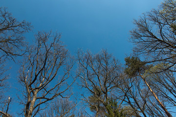 branches of old oak trees without leaves on a background of blue, spring sky