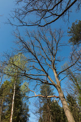 branches of old oak trees without leaves on a background of blue, spring sky