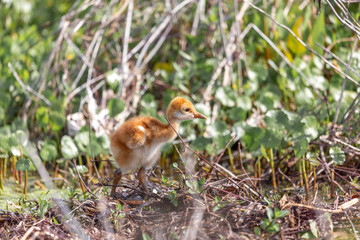 Sandhill crane chic walking through marsh