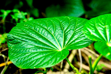 Kava leafs garden in Vanuatu - obrazy, fototapety, plakaty