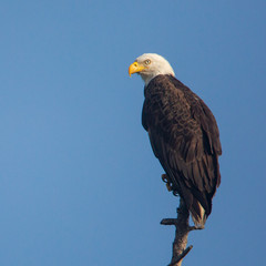 American bald eagle perched in front of a blue sky