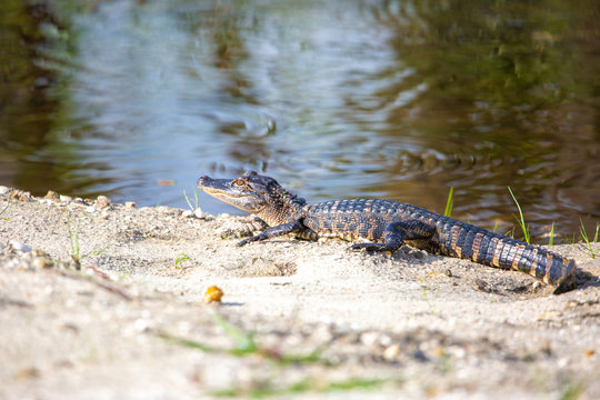 Baby alligator on a lake shore