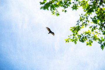 Eagle flying in sky with leafs background