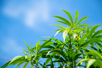 green marijuana plant in the sky