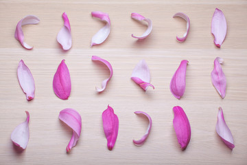 pink magnolia petal wooden table nobody 