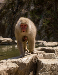 Japan Makaken