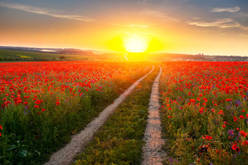 Landscape of beautiful red blossom poppy flower field on sunset.