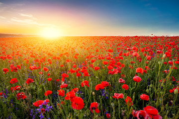 Fototapeta na wymiar Landscape of beautiful red blossom poppy flower field on sunset.