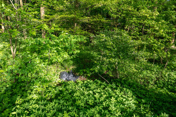 Garbage bags lying carelessly thrown away in the forest