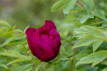 Paeonia suffruticosa Negricans