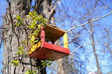 Closeup birdhouses on a  tree at city park in spring
