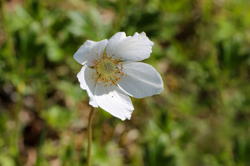 White wood anemone flowers, as a first sign of spring in the forest.