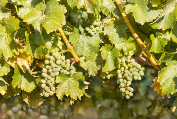 bunches of Riesling grapes on vine in vineyard at harvest time