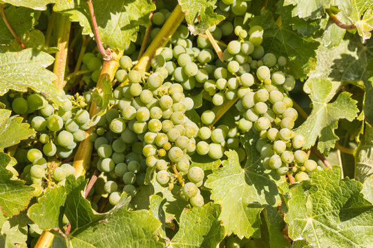 detail of Chardonnay grapes ripening on vine in vineyard