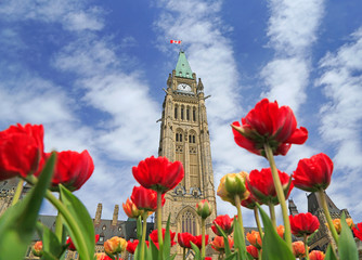 Canadian Parliament with red tulips on the foreground, Ottawa, Canada - obrazy, fototapety, plakaty