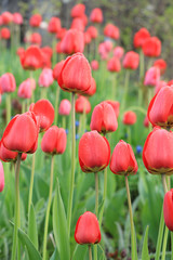 Fototapeta premium Spring blurred background with bokeh and tulips field, abstract first flowers on bokeh background at sunset, delicate colors of flowers in the sunshine