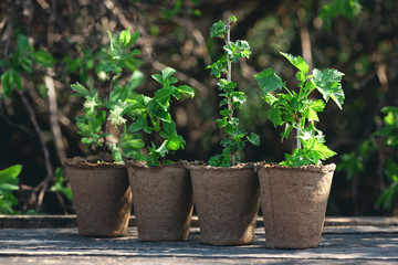 Raspberries, gooseberries, honeysuckle and currants trees in a pot on a garden wooden table. Gardening abstract background. Agriculture.