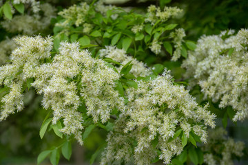 Fraxinus ornus Blumenesche