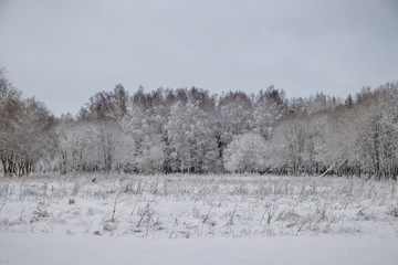 Winter landscape in cloudy weather. Winter Park.