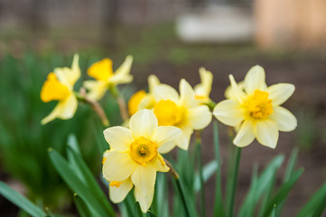 Flowerbackground,beautiful,beauty,bloom,blooming,blossom,blue,bouquet,bright,close,close-up,closeup,color,copy,daffodil,daffodils,easter,eggs,field,flora,floral,flows daffodils close up and copy space