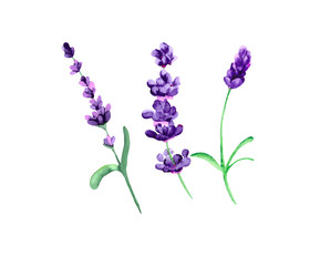 Obraz premium Watercolor illustration of purple lavender flowers on white background.