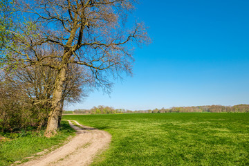 Walking trail in a beautiful Dutch farm landscape that leads along green fields and small  forests. It's located near the small village called Vasse in the Eastern Netherlands near the German border