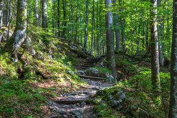 Baum der auf einen Felsen gewachsen ist mit grünen Laub