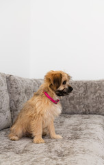 Adorable Fluffy Yorkie Mix Puppy Relaxing on Gray Sofa