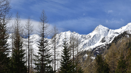 Larch and pine trees with the Sissone Valley in the back