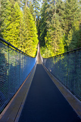 bridge in the forest