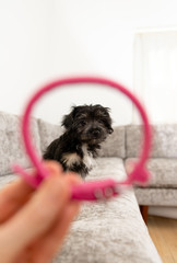 Adorable Fluffy Yorkie Mix Puppy Relaxing on Gray Sofa