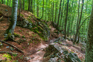 Fototapete bei efototapeten.de bestellen   