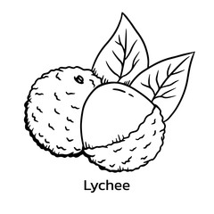 Lychee vector illustration. Litchi line drawing