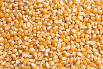 Background of dry corn grains. Popcorn maize background