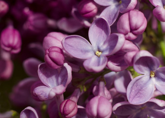 Fototapeta na wymiar Close up picture of bright violet lilac flowers. Abstract romantic floral background.