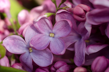 Close up picture of bright violet lilac flowers. Abstract romantic floral background.